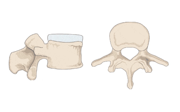 <p>What type of vertebrae is this?</p>