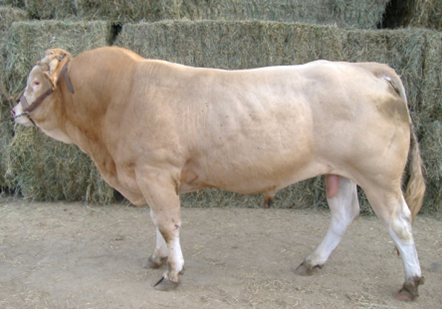 <p>blonde till white, white measly, red lean marble meat. polyvalent</p>