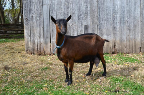 <ul><li><p>dark color</p></li><li><p>blue color</p></li></ul><p></p>