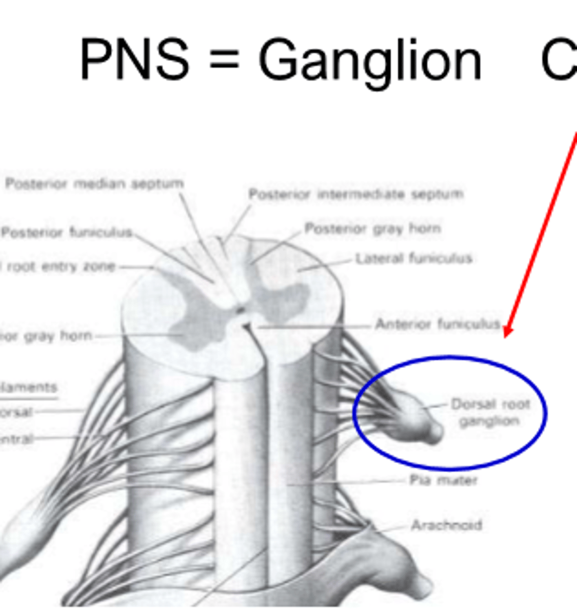 <p>ganglion</p>