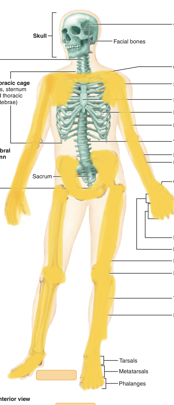 <p>Appendages, scapula, clavicle, pelvis (innominate bone)</p>