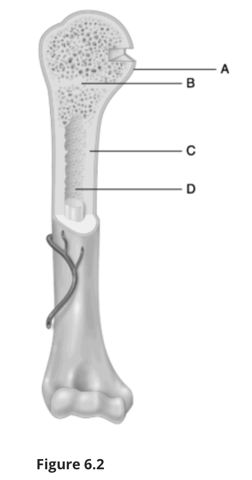 <p><em>Using Figure 6.2, match the following:</em></p><p></p><p></p><p>Epiphysis of the bone.</p>