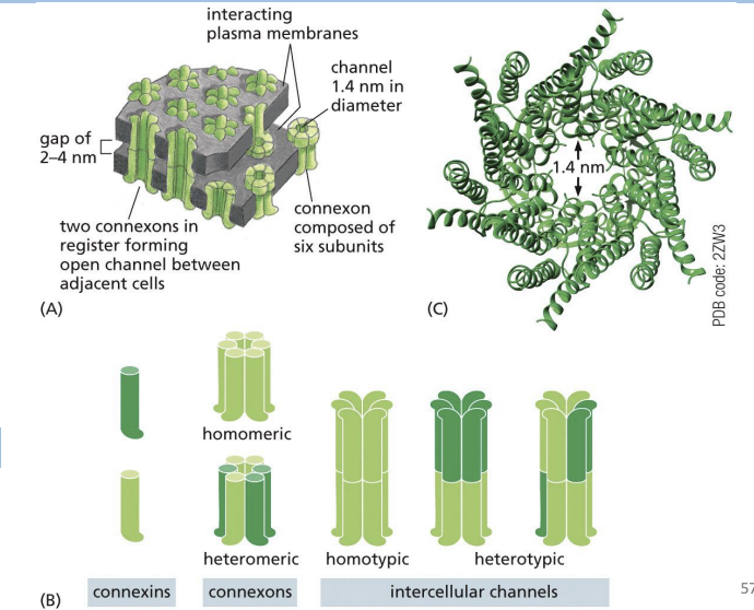 <p>channel composed of 6 four-pass transmembrane Connexin proteins.</p><p></p><p>Connexons aligning between two cells = continuous channel formation<br></p><p>These channels can flip between open and closed states.</p>
