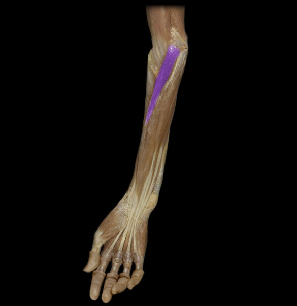 <p>anterior and deep in the forearm, pronates forearm</p>