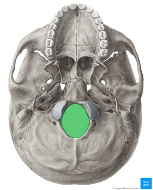 <p>What bone is this?</p>