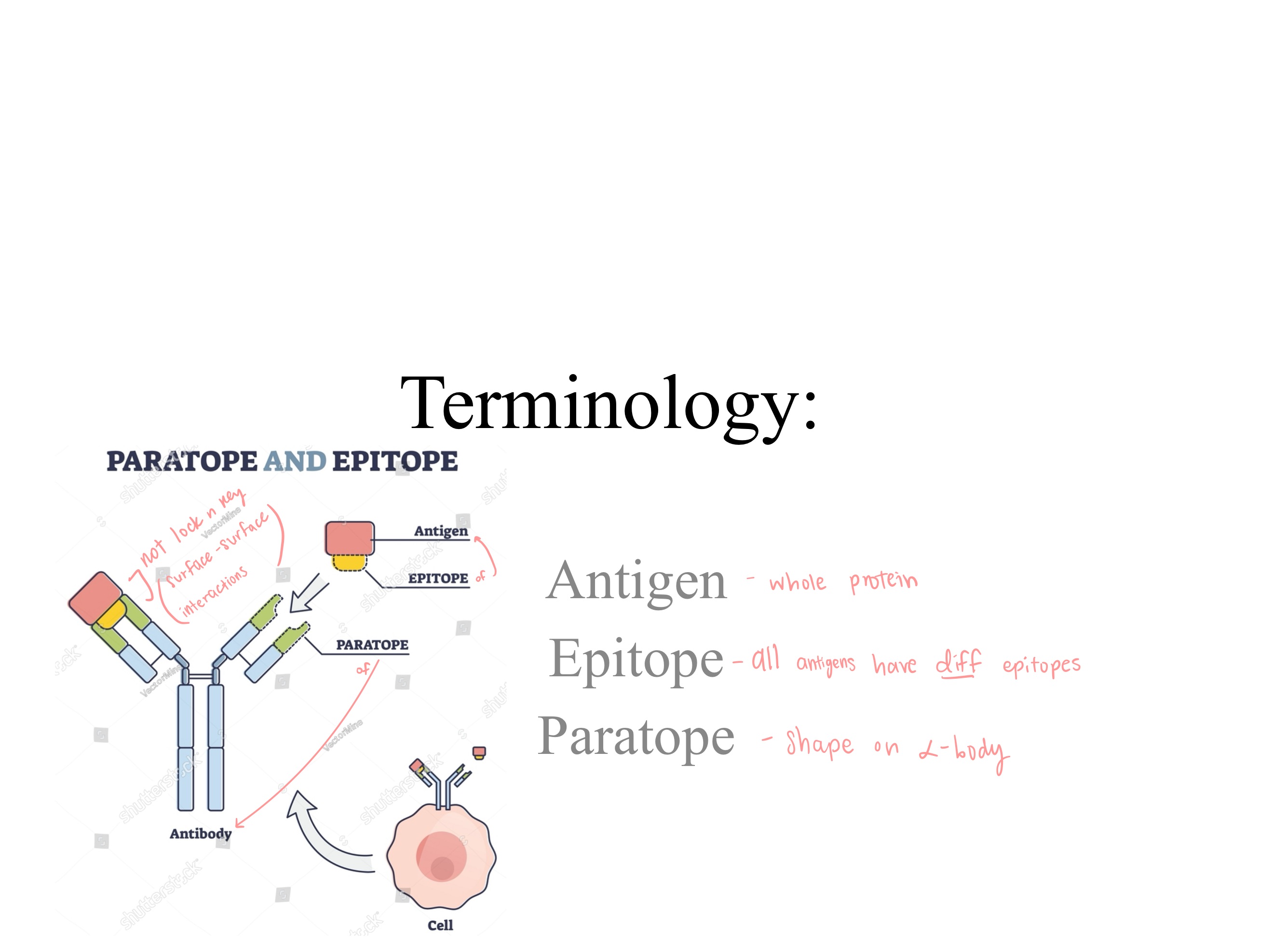 <p>The _ on the antigen binds to the _ on the antibody</p>