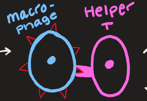 <p>macrophage and helper T </p>