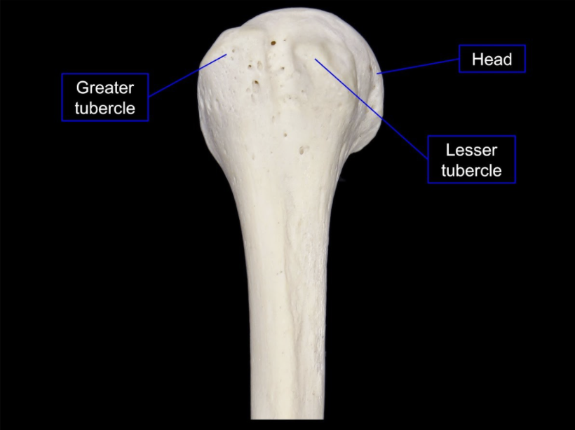 <p>Greater tubercle, head, lesser tubercle</p>