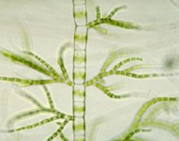 <p>frw benthic</p>