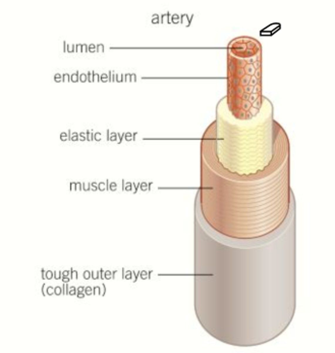 <p>Largest, strongest, stretchiest</p><p>Carry blood away from the heart</p>