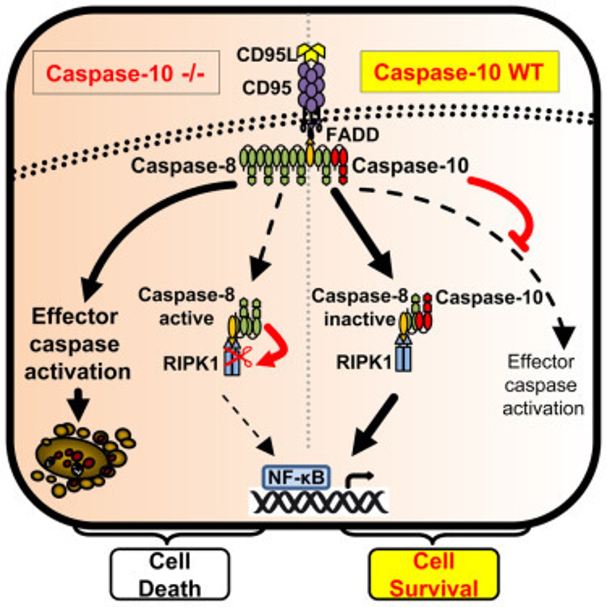 <p>Caspase will activate other proteases and nucleases to systematically breakdown the cell.</p>