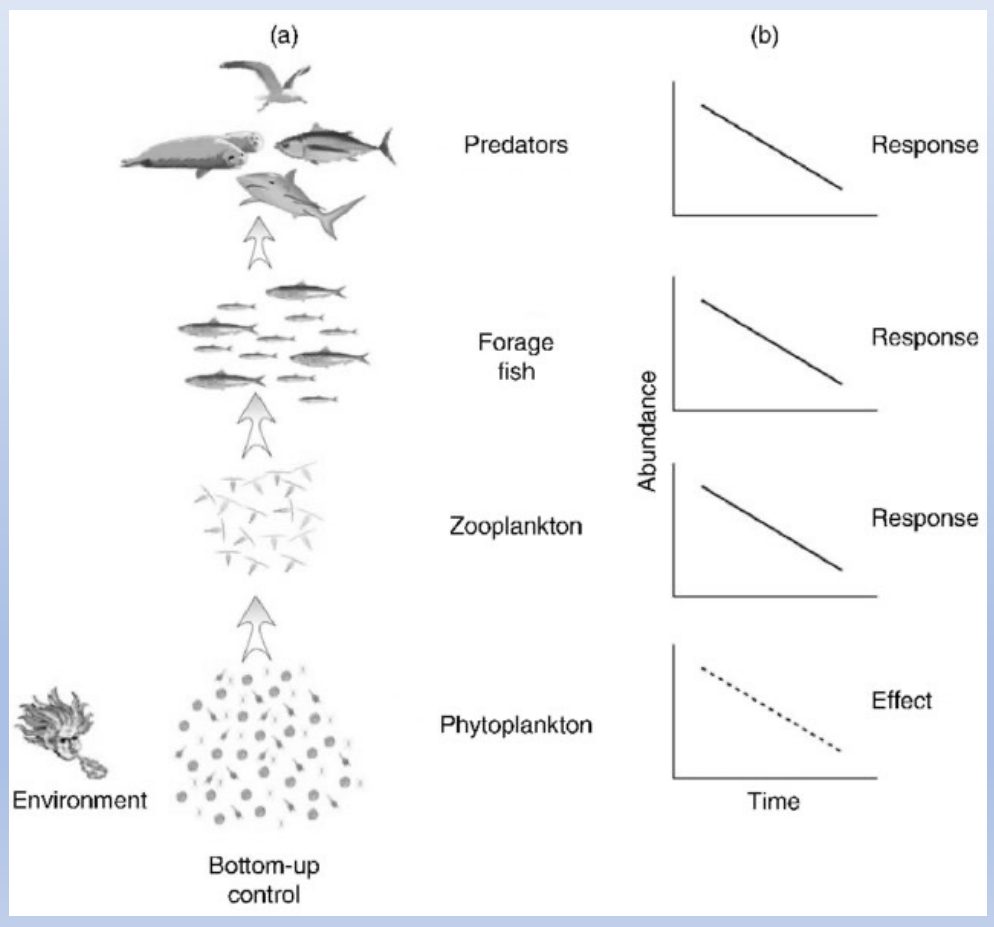 <p>change in nutrient supply leads to similar changes in equilibrium abundances at all trophic levels, at least until abundances are constrained by other factors</p>