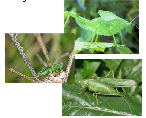 <p>name the family</p>