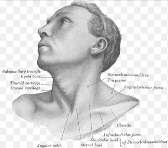 <p>Upper left arm. Specifically, on the left infraclavicular fossa, <u>right below the left clavicle</u>.</p>