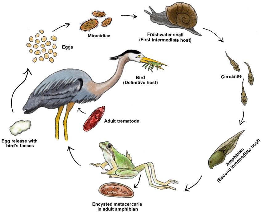 <p>What parasite has this life cycle?</p>