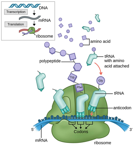 ***1. Initiation:*** mRNA in cytoplasm binds to a ribosome (rRNA) → translational complex forms (E, P, A are already together on SMALL subunit of ribosome BUT when AUG of mRNA gets in the P site, the LARGE subunit combines with small subunit + tRNA comes in → forms transitional complex) and tRNA carrying Methionine brings first amino acid in polypeptide chain to bind to start codon on mRNA

 → in prokaryotes, small ribosome can bind to EITHER the mRNA OR methionine tRNA in EITHER order

 → in eukaryotes, small ribosome binds to mRNA 5' cap FIRST and and THEN moves/scans downstream along mRNA until it reaches AUG codon; THEN tRNA binds to ribosome/AUG codon 

\
***2. Elongation:*** tRNAs bring amino acids by one to add to polypeptide chain (tRNAs anticodons bind to the codons on the mRNA sequence) - mRNA loaded into A site of ribosome and the tRNA comes to A site with the proper amino acid → amino acid binds to codon and is now in close proximity with P site amino acid → PEPTIDE BOND is formed bwn amino acid @ P and @ A site and tRNA bond with amino acid is broken (one bond formed leads to breaking the other - energy coupling) → amino acid and mRNA (now broken from each other) shift to E site and leave ribosome, allowing new codon to enter A site

\
***3. Termination:*** release factor recognizes stop codon (UAA/UAG/UGA) and binds to A site where stop codon is → release factor causes the addition of a WATER molecule instead of amino acid to polypeptide chain → this rxn HYDROLYZES (BREAKS) the bond bwn completed polypeptide and the tRNA in the P site → translational complex dissociates and completed polypeptide is released through the exit tunnel of the ribosome's large subunit