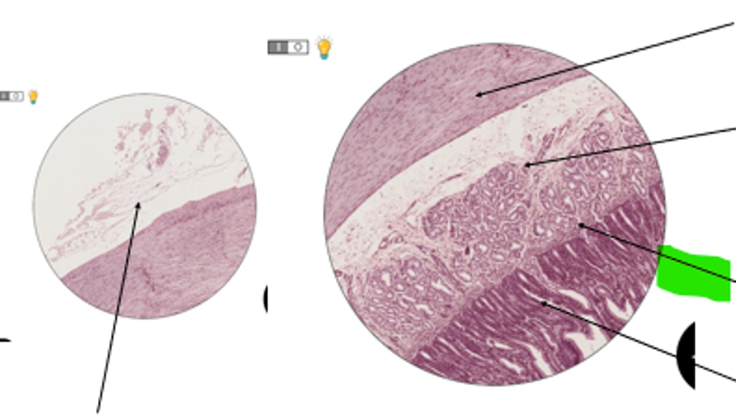 <p>name region and organ</p>
