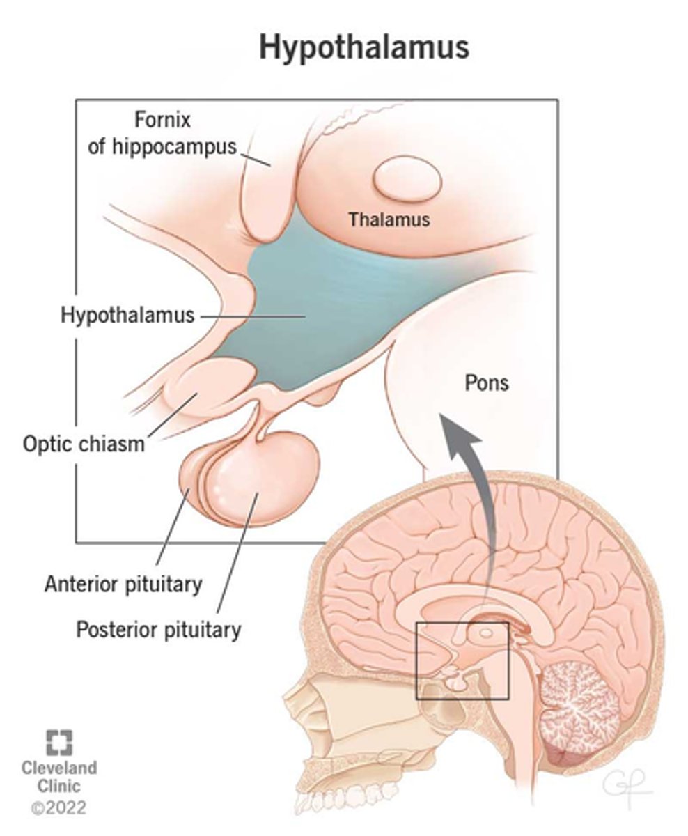 <p>A neural structure lying below the thalamus; directs eating, drinking, body temperature; helps govern the endocrine system via the pituitary gland, and is linked to emotion.</p><p>-Brain region controlling the pituitary gland.</p>