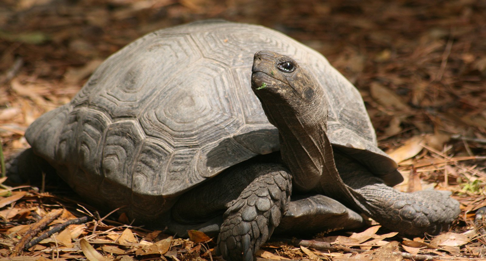 Asian brown tortoise