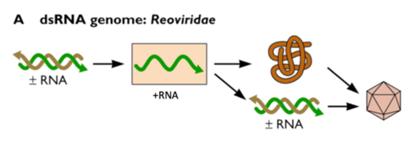 <p>Researchers can introduce dsRNA into cells</p>