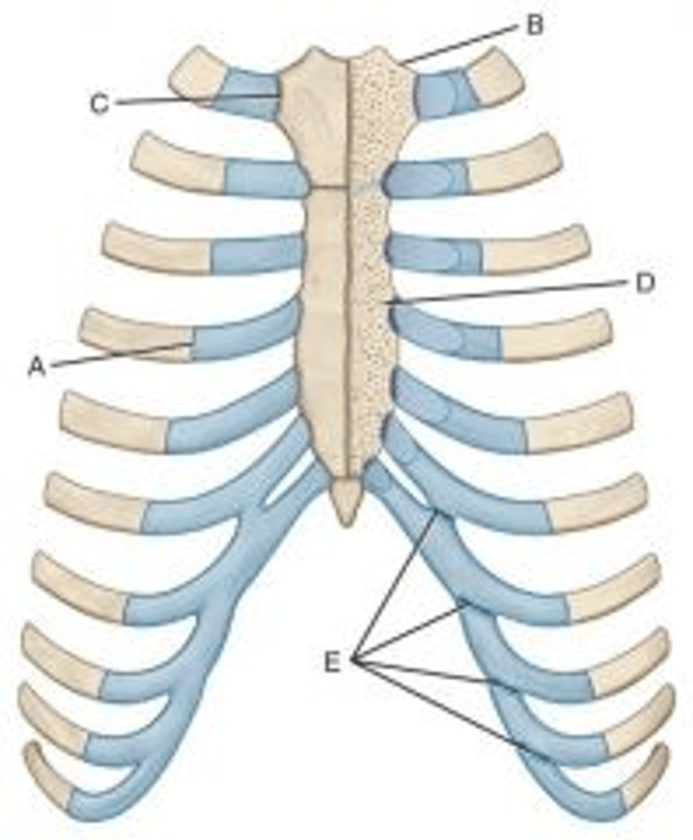 <p>what is E pointing to? diarthrodial, plane (gliding)</p>
