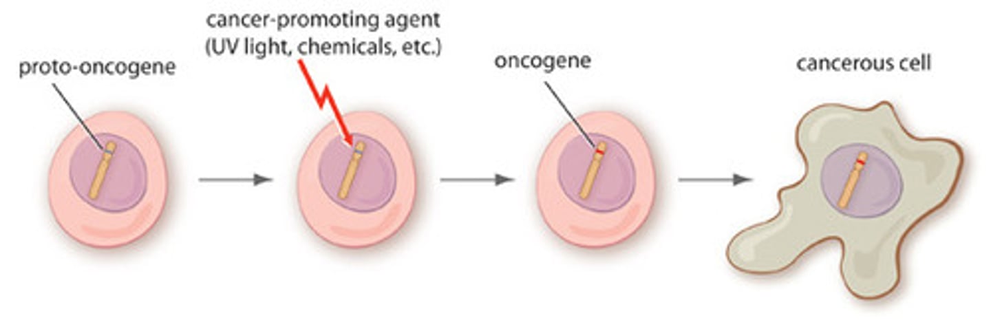 <p>genes that cause cancer by blocking the normal controls on cell reproduction</p>