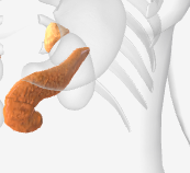 <p>What part of the endocrine system is this and what is it responsible for?</p>