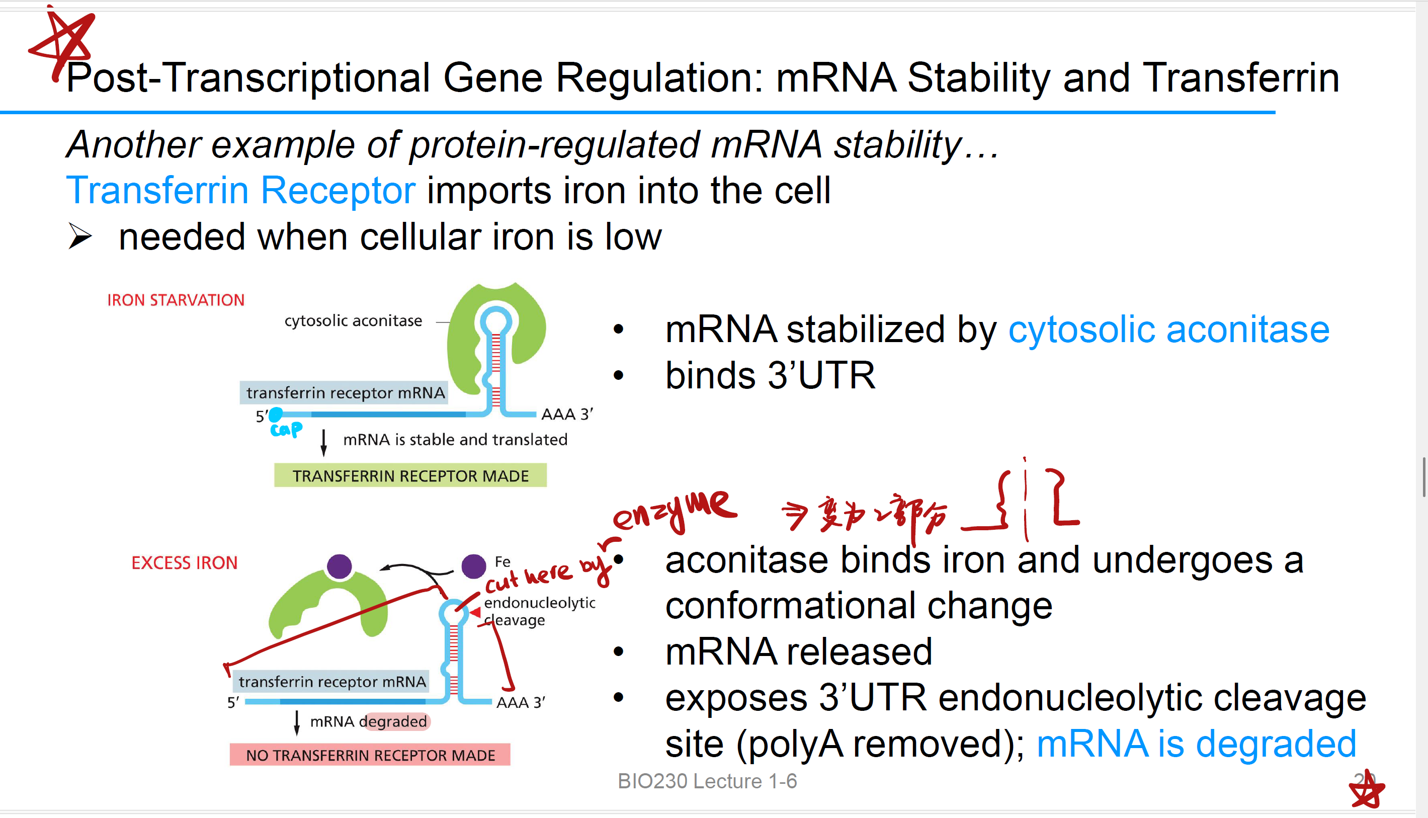 <p>When iron starvation, 该酶 binds 3’UTR in Post-Transcriptional Gene Regulation,结合到 <strong>transferrin receptor mRNA 的 3′UTR 区域</strong>, 这会“盖住”降解酶的结合位点（保护poly-A tail）；receptor protein gets made，正常translation</p><p></p><p>这是mRNA stabilize的途径，degrade是stabilize的反义词</p>