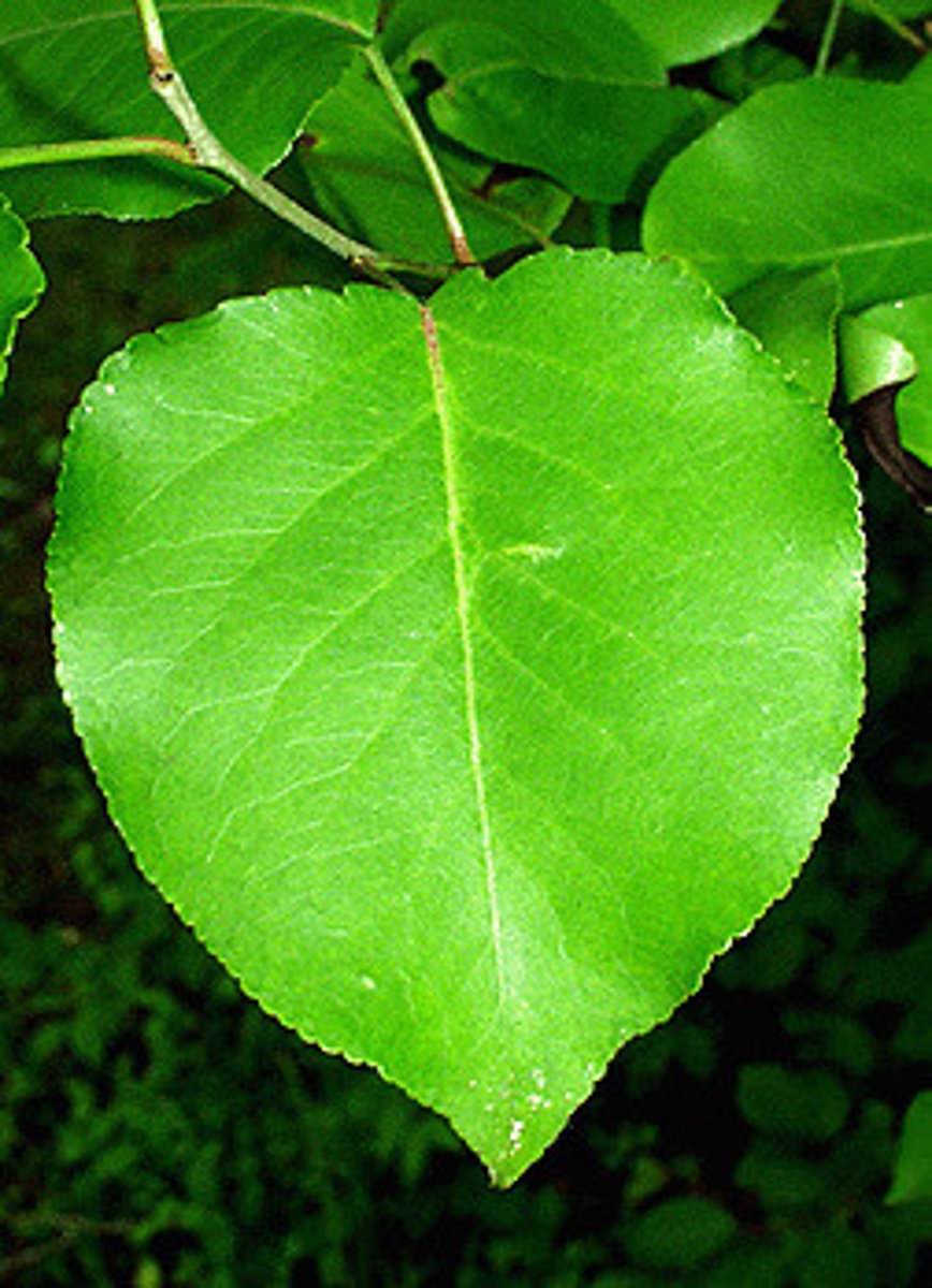 <p>Invasive <br>Leaf: simple, alternate, serrations, pinnately veined, heart shaped, waxy<br>Other: ornamental</p>