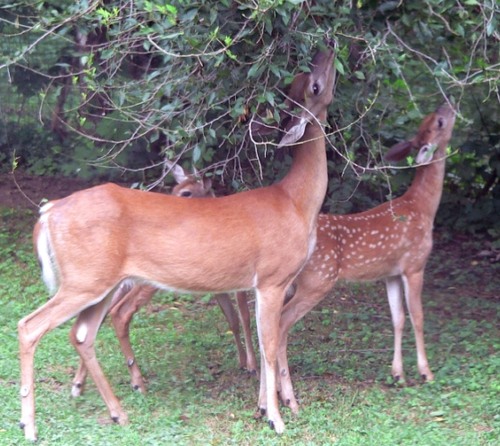 Plant eating animals; horses, cattle, sheep, and goats