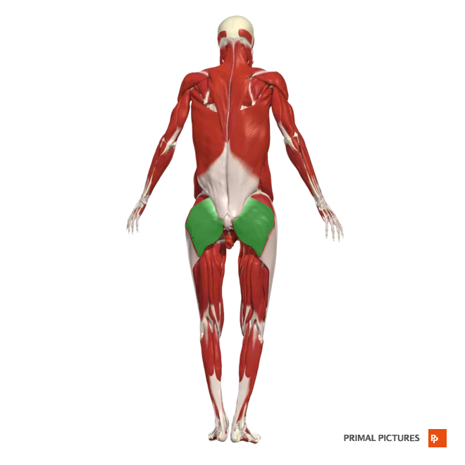 <p>Extends and laterally rotates hip</p>