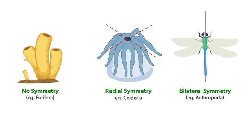 <ol><li><p>Bilateral symmetry (left/right): The sagittal plane divides the body into left and right halves (Head and tail). Cephalization- collection of nervous tissue in the front of an animal ( brain) → Most but not all bilateral animals have cephalization </p></li><li><p>Radical symmetry: Circular arrangement around a central axis. Oral side and aboral side (w/ o a mouth)</p></li><li><p>Asymmetry: No symmetry</p></li></ol><p></p>
