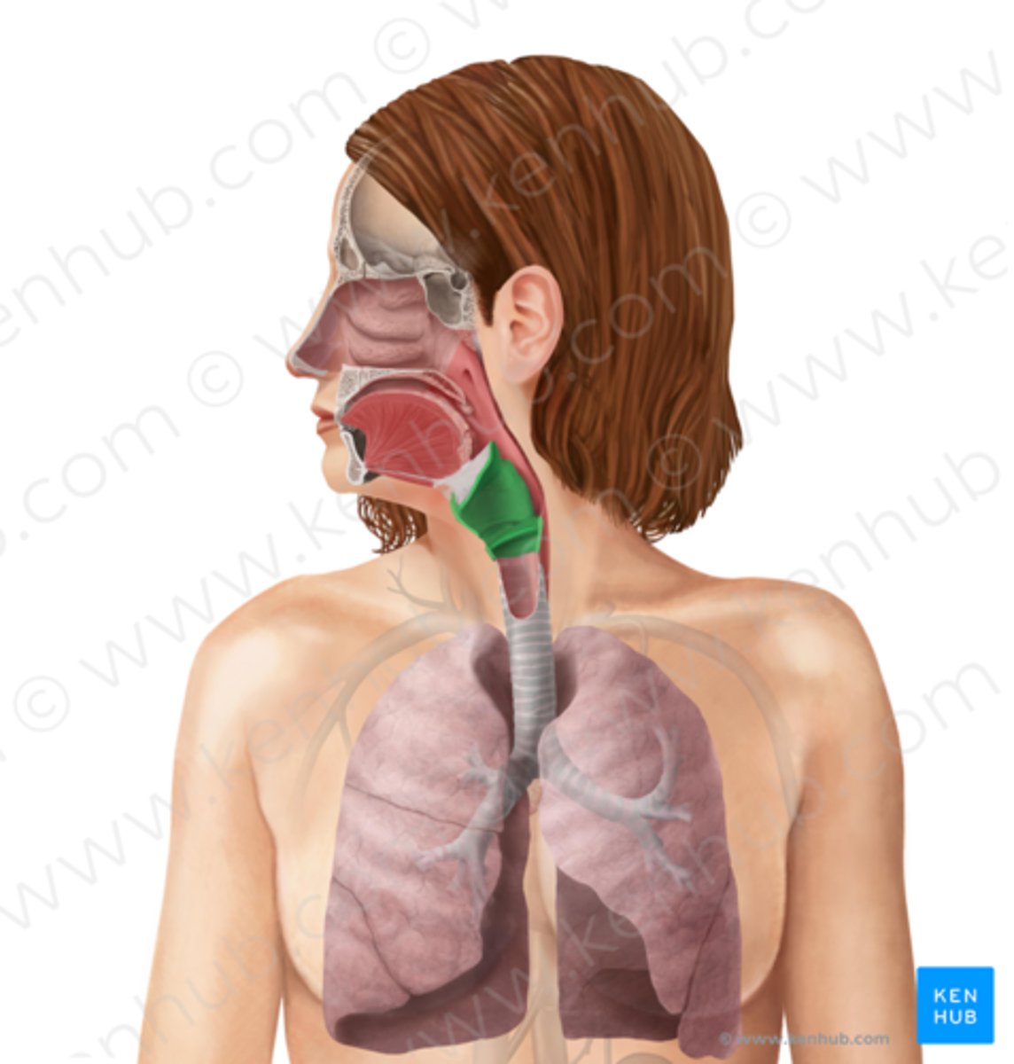 <p>strottenhoofd;</p><p>functies: bescherming tegen ongewenste deeltjes, reguleren van luchtstroom tijdens ademhaling en spraak, toonhoogte en spraakgeluiden</p>
