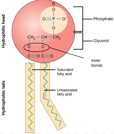 <p><em><u><span>amphipathc<br></span></u></em><strong><span>glycerol backbone <br></span></strong><span>- attached to 2 hydrophobic FA tails<br>- &amp; 1 hydrophilic -vely charged phosphate head (PO3)⁻<br>= POLAR molecule<br><br></span><span style="color: red">F</span><span>: forms phospholipid bilayer: component of membranes<br>+ tails can splay outwards: waterproofing</span></p>