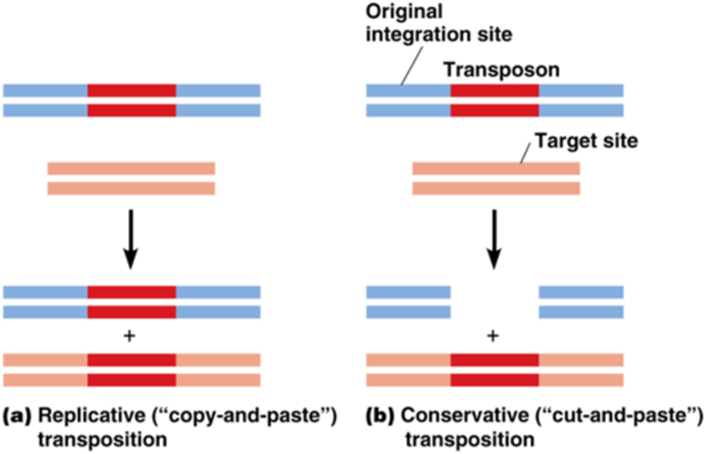 <p>gewoon verplaatsing, copy paste (gekopieerd) en cut and paste (eruit geknipt)</p><p>-> replicatieve en conservatieve transpositie</p>