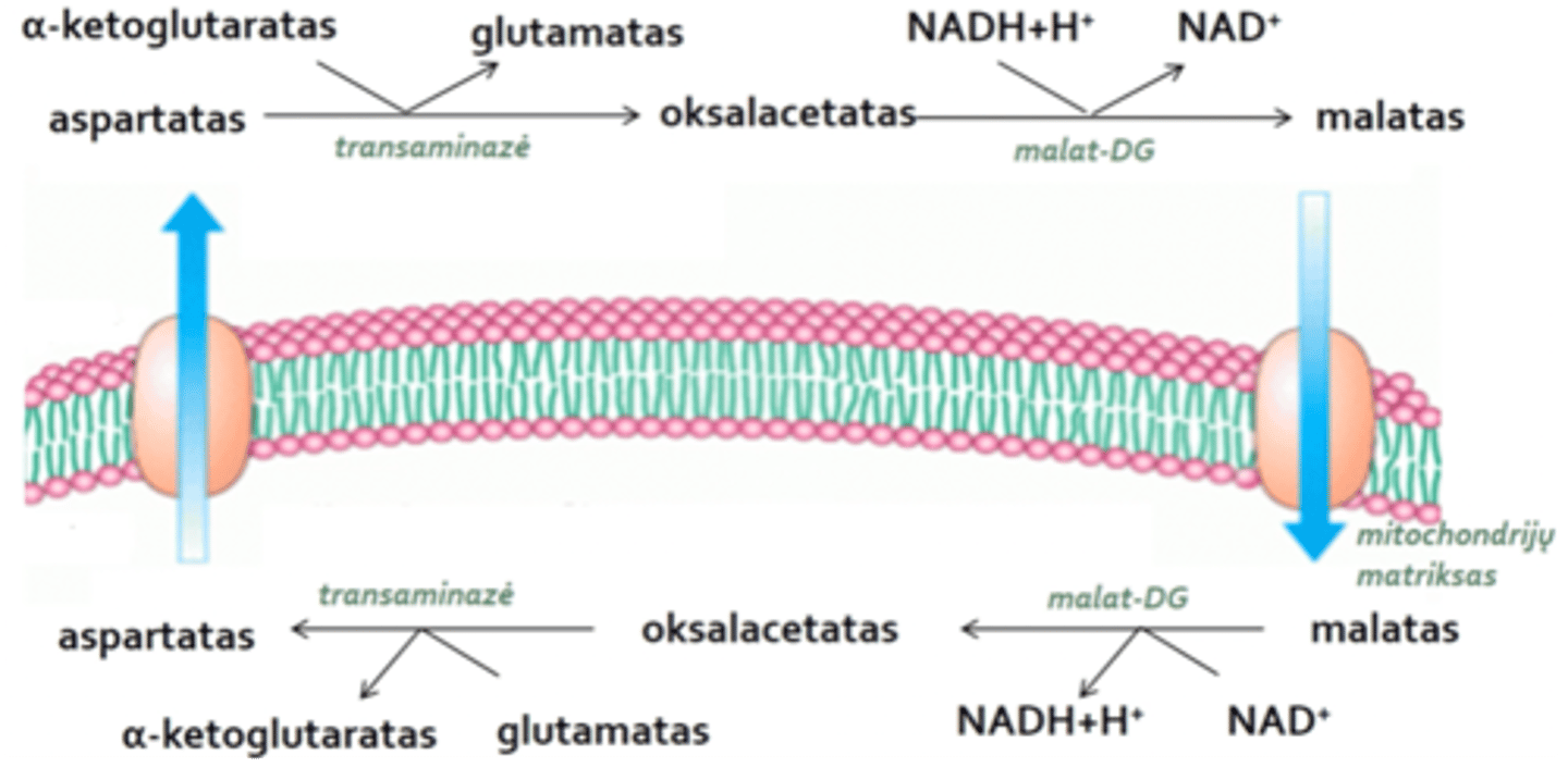 <p>Jis veikia daugiausia kepenyse, inkstuose ir miokarde. </p><p>Citoplazmoje esantį NADH+H+ veikiant malatdegidrogenazei, įjungiamas į malato struktūrą (kuriam mitochondrijos membrana yra laidi), matrikse įvyksta atvirkštinė reakcija – malatas yra oksiduojamas susidarant NADH+H+, produktas oksalacetatas yra transamininamas dalyvaujan AR-glutamatui ir vėl susidaro aspartatas bei alpha-ketoglutaratas. Galiausiai aspartatas transamininimo būdu atstatomas į oksalacetatą. Ši reakcija kartojasi</p><p>Oksidacinio fosforilinimo koeficientas P/O=2,5 (tai rodiklis, kurį naudojame vertinant šunto efektyvumą)</p>