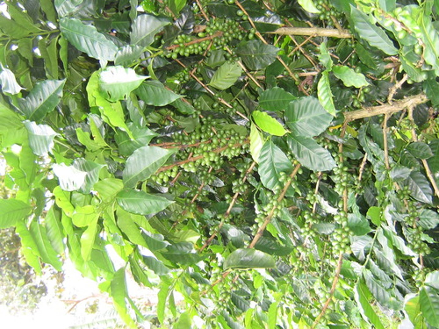 <p>An organism that can make its own food.</p>