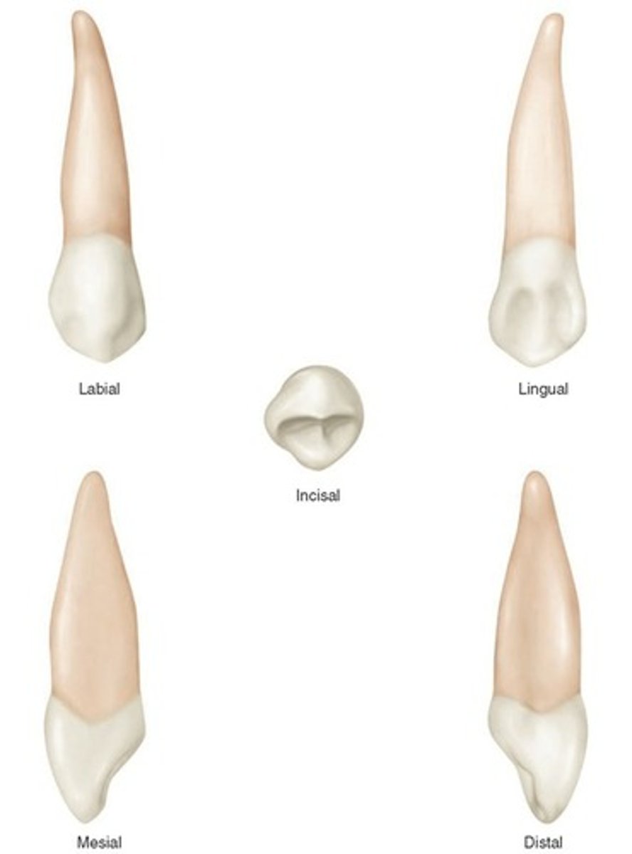 term image