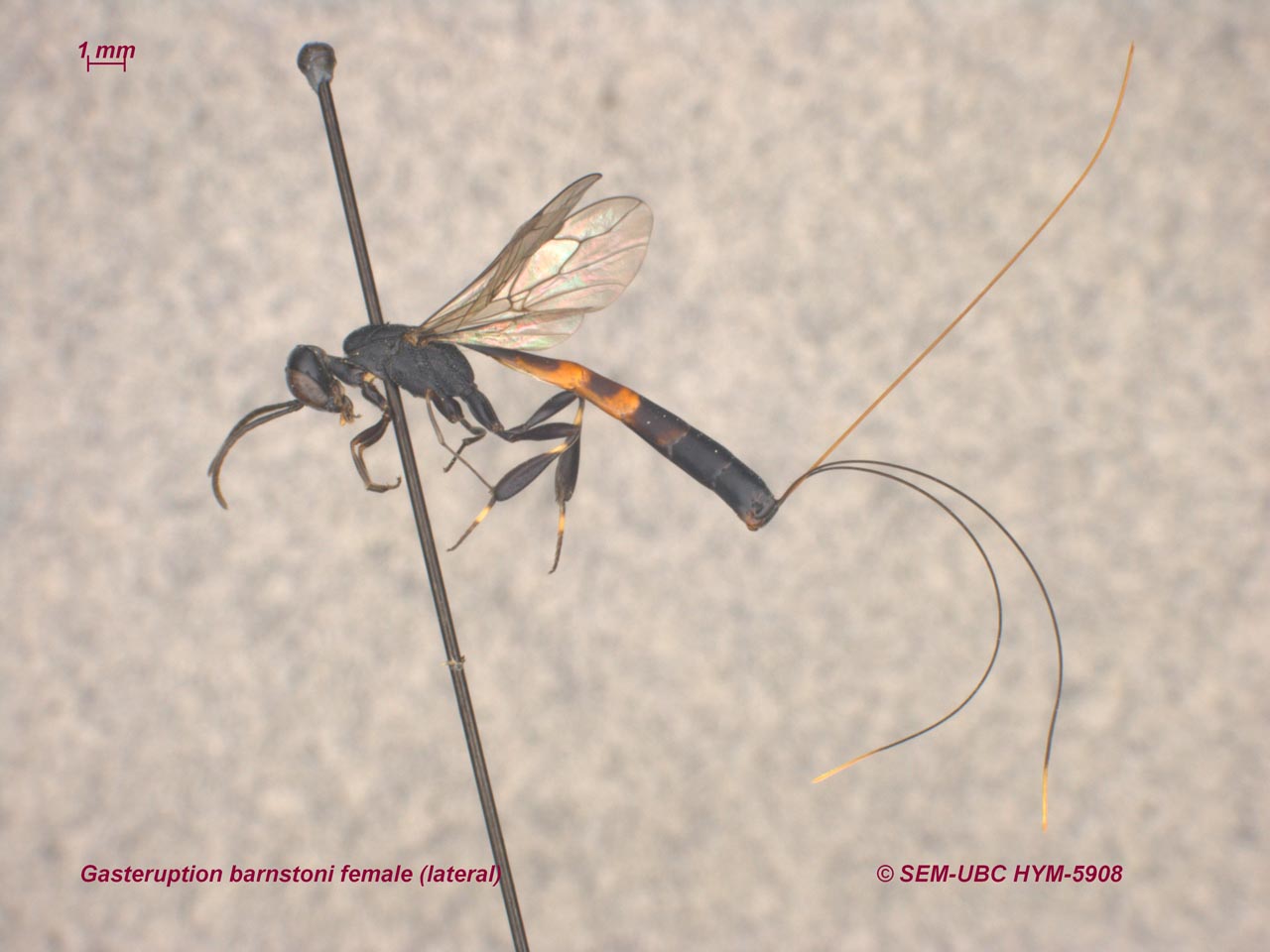<p>hind tibia swollen<br>long ovipositor</p>
