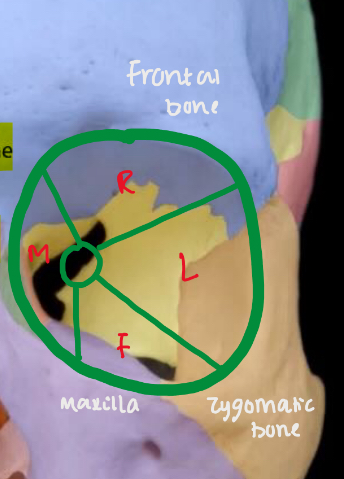 <ul><li><p>medial </p></li><li><p>Lateral </p></li><li><p>Floor </p></li><li><p>Roof </p></li></ul><p></p>