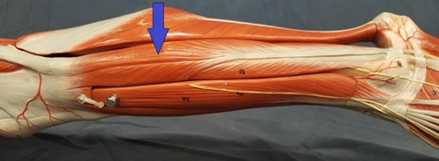 <p>Lateral and superior to fibularis (peroneus) brevis m.</p>