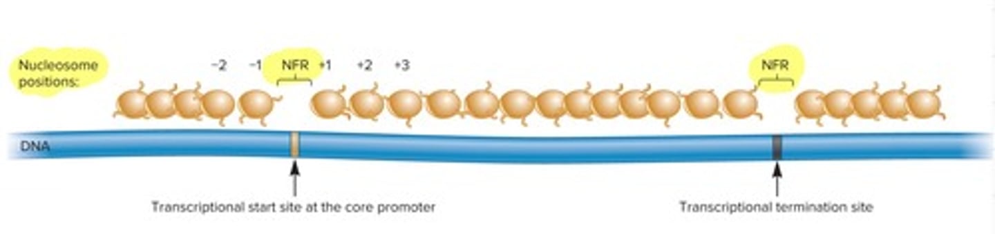 <p>used for genes we need quickly, they are found at the begging and end of the gene (they don't need to put nucleosomes at promotors) short stretch of DNA that is not wrapped around nucleosomes, meaning it’s free of histones</p>