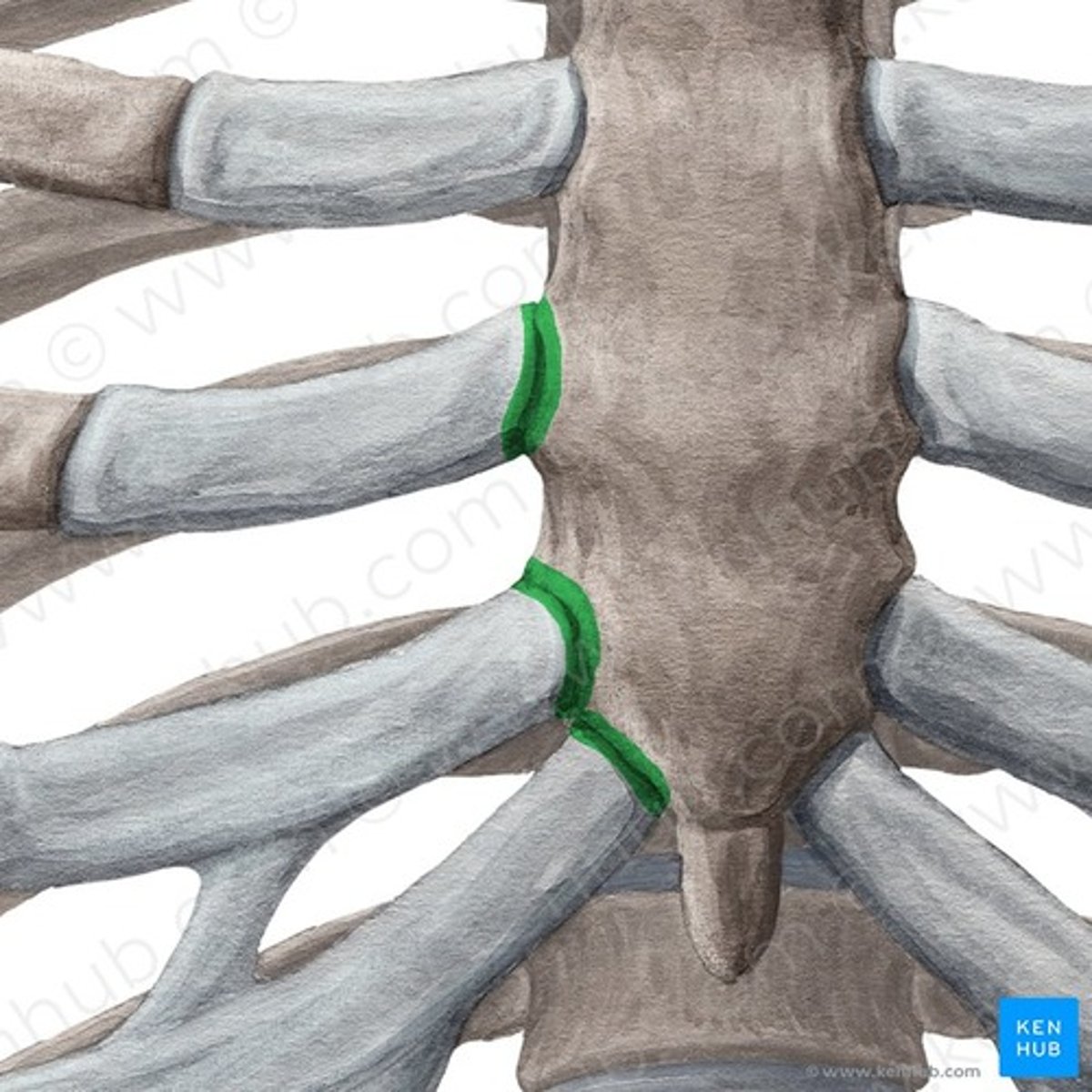 <p>zorgen voor flexibiliteit en veerkracht bij ademhaling</p>