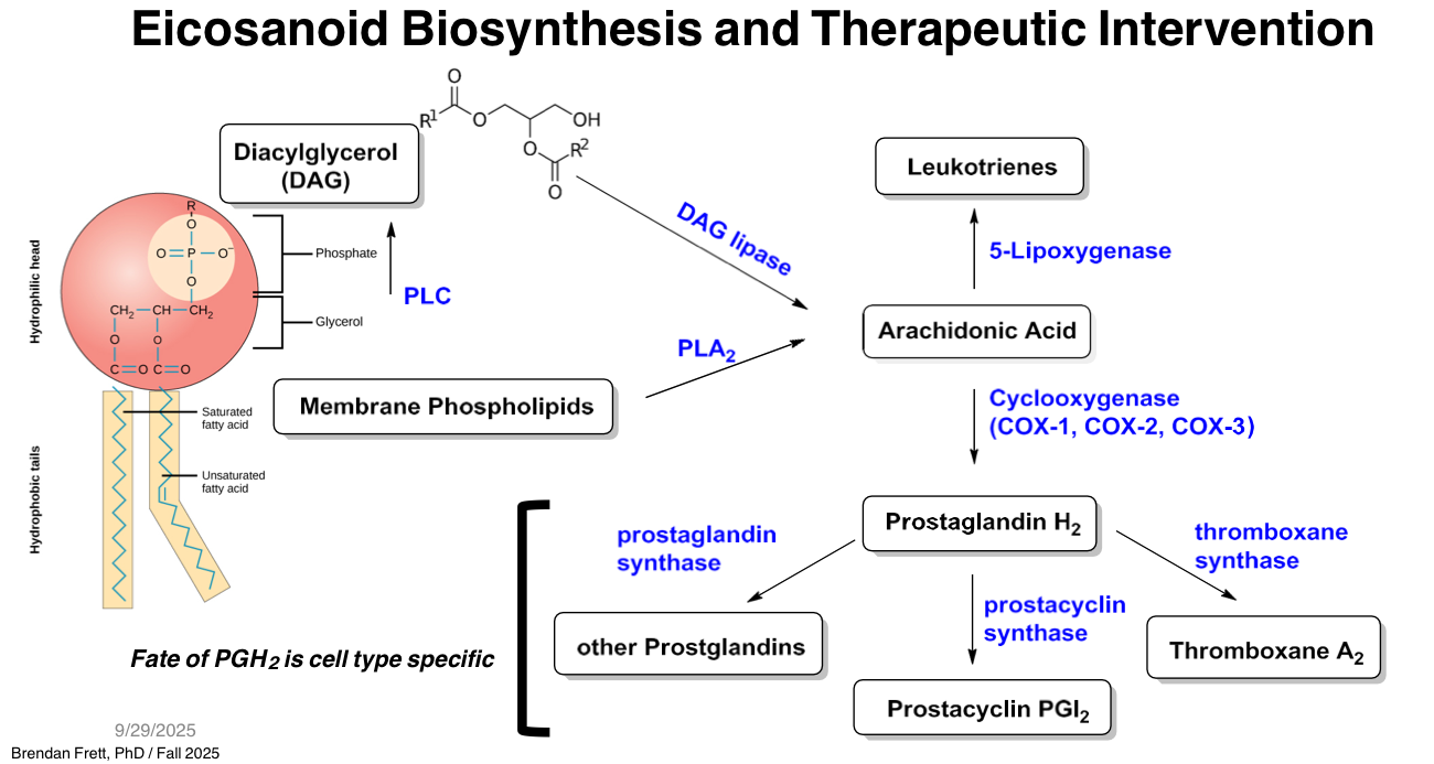 <p><strong>Which reaction type is used by phospholipases to cleave membrane phospholipids and release arachidonic acid?</strong></p>