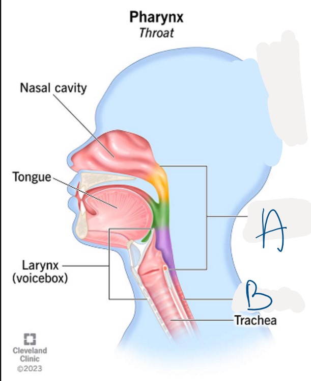 <p>What structure is indicated by A</p>