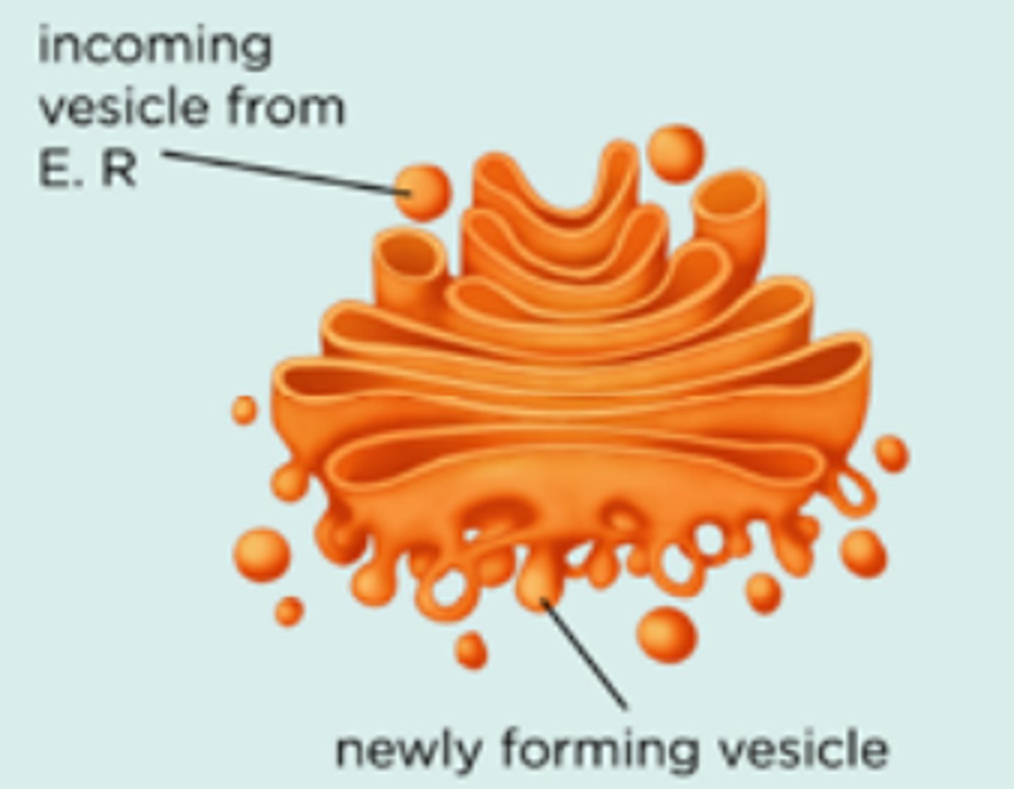 <p>To sort and store the modified lipids and proteins and to transport them so they can be released by being cut off at the end of the cristernae and fusing with the cell membrane so they can be released</p>