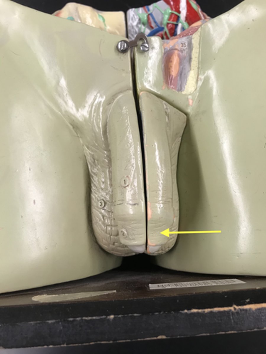 <p>Foreskin covering the tip of the penis</p>