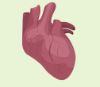 <p>heart </p>