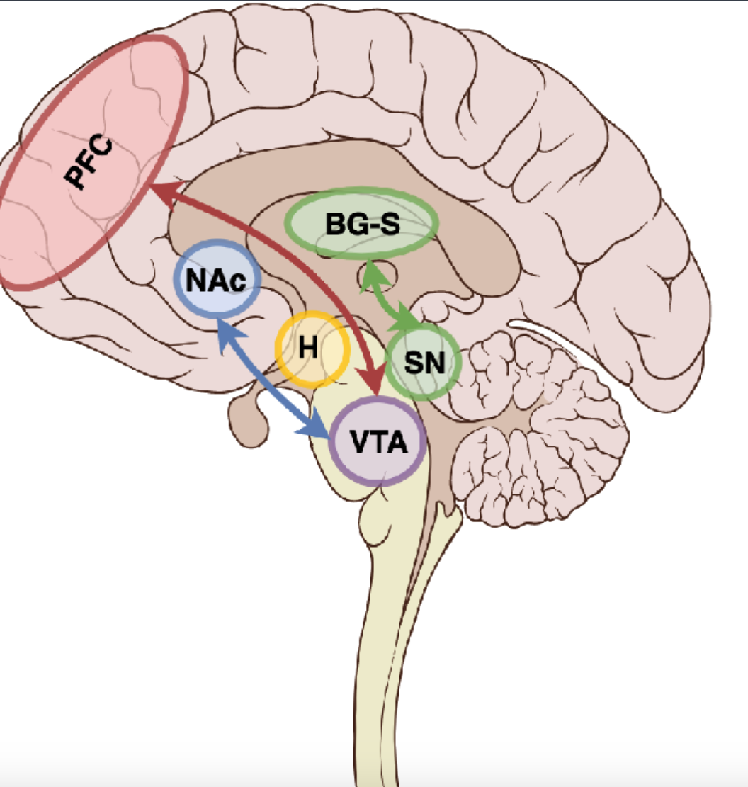 <p>Dopaminergic Pathway 2</p>