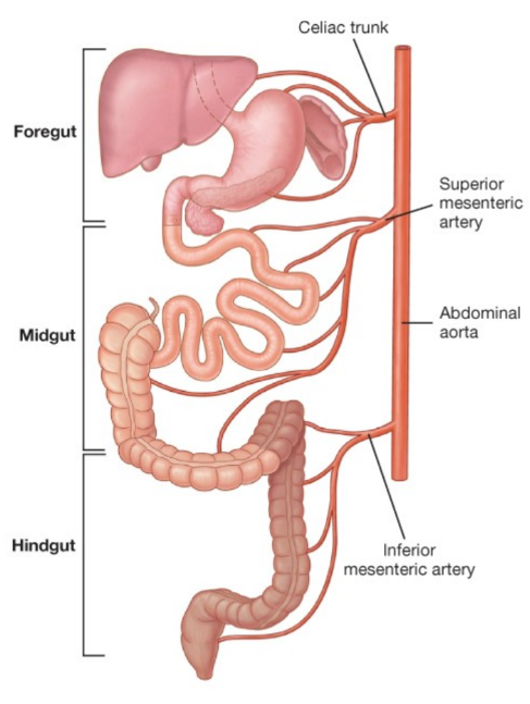 <p>The hindgut.</p>
